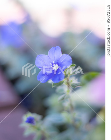 藍花美國藍 藍花美國藍 95072518