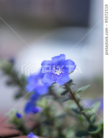藍花美國藍 藍花美國藍 95072519