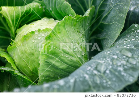 cabbage leaves with water drops grow in the garden 95072730