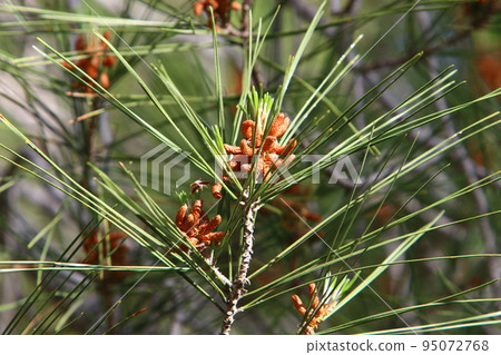 Cedar cones hang on the branches of the Liain cedar. Cedar cones hang on the branches of the Liain cedar. 95072768
