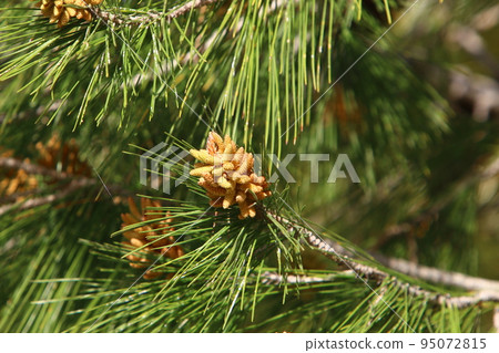 Cedar cones hang on the branches of the Liain cedar. Cedar cones hang on the branches of the Liain cedar. 95072815