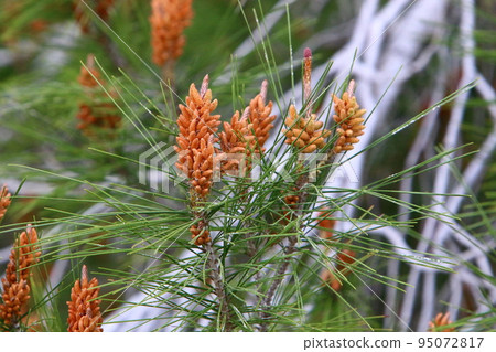 Cedar cones hang on the branches of the Liain cedar. Cedar cones hang on the branches of the Liain cedar. 95072817