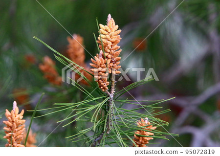 Cedar cones hang on the branches of the Liain cedar. Cedar cones hang on the branches of the Liain cedar. 95072819
