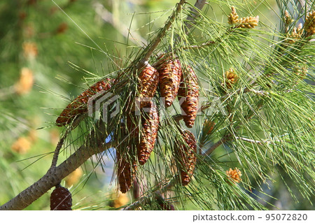 Cedar cones hang on the branches of the Liain cedar. Cedar cones hang on the branches of the Liain cedar. 95072820