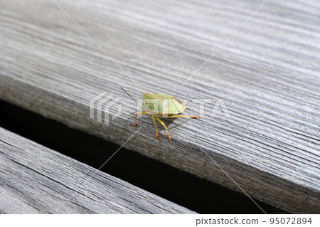 Stink bug, insect, insect, nature, pest, creature, grates, wood, wood, wood, turtle bug Stink bug, insect, insect, nature, pest, creature, grates, wood, wood, wood, turtle bug 95072894
