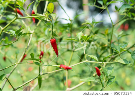 Chilli peppers or red and green chilies in farm Chilli peppers or red and green chilies in farm 95073154