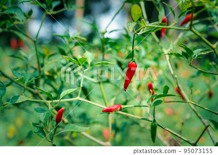 Chilli peppers or red and green chilies in farm Chilli peppers or red and green chilies in farm 95073155