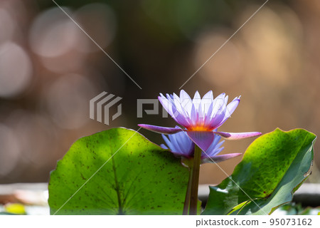 Lotus flower (Tropical water-lily) 95073162