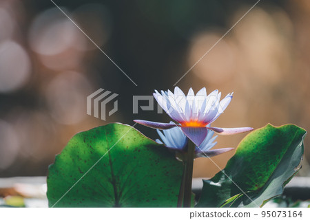 Lotus flower (Tropical water-lily) Lotus flower (Tropical water-lily) 95073164