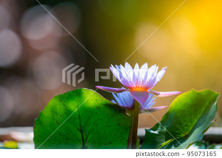 Lotus flower (Tropical water-lily) 95073165