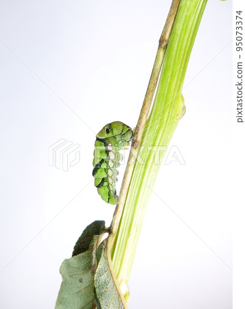 Caterpillar caterpillar larva swallowtail swallowtail prepupa Caterpillar caterpillar larva swallowtail swallowtail prepupa 95073374