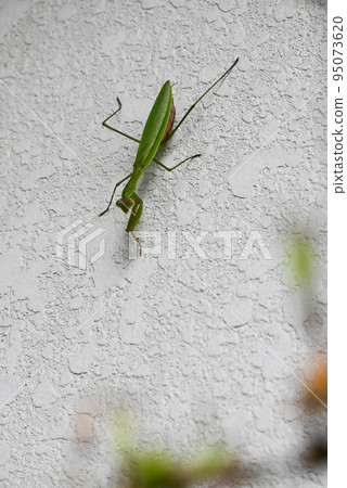 A pregnant female praying mantis hanging from the white wall of a house 95073620