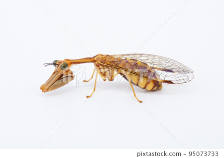 Mantis mantis (hime mantis) 95073733