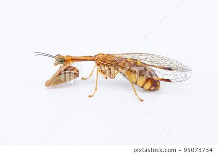 Mantis mantis (hime mantis) Mantis mantis (hime mantis) 95073734