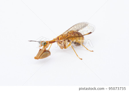 Mantis mantis (hime mantis) Mantis mantis (hime mantis) 95073735
