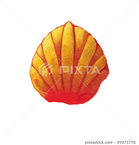 Seashell Seashell 95073750