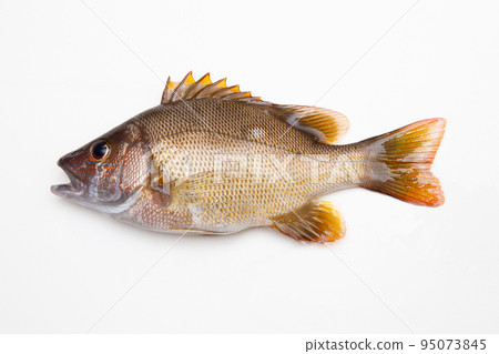 鯛魚 95073845