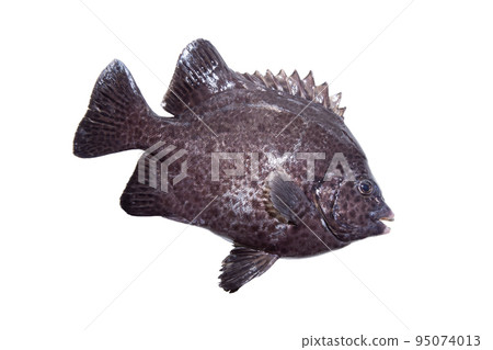 Spotted knifejaw (Spotted knifejaw) 95074013