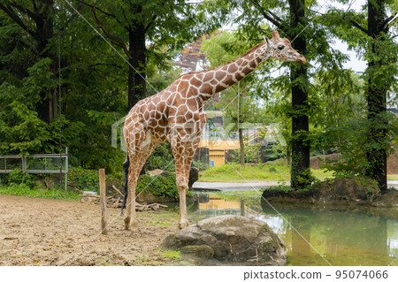 reticulated giraffe in zoo 95074066
