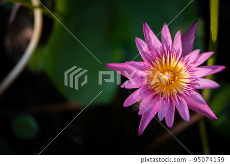Lotus flower (Tropical water-lily) Lotus flower (Tropical water-lily) 95074159