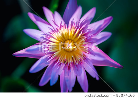 Lotus flower (Tropical water-lily) Lotus flower (Tropical water-lily) 95074166