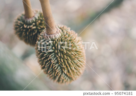 Durian is a king of fruit in Thailand and asia 95074181
