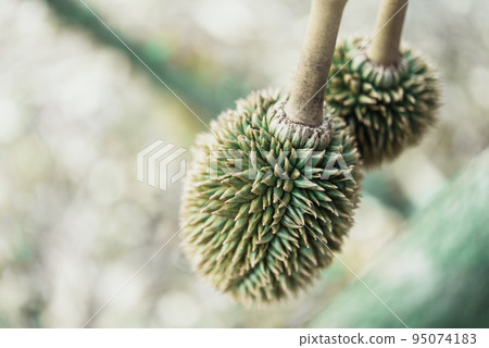 Durian is a king of fruit in Thailand and asia 95074183