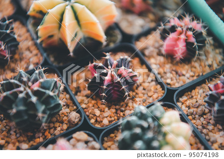 Cactus and Cactus flowers popular for decorative 95074198