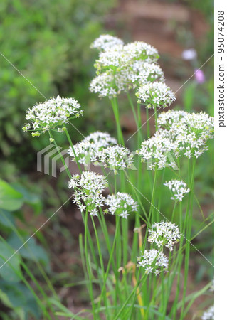 Leek flower 95074208