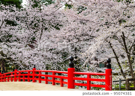 青森縣弘前公園盛開的櫻花～Gejobashi～ 95074381