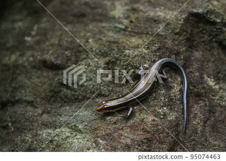 有一隻蜥蜴 有一隻蜥蜴 95074463