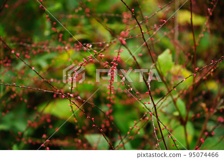 矢車菊小紅花 矢車菊小紅花 95074466