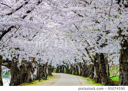 Cherry Blossoms in Full Bloom at Hirosaki Park in Aomori Prefecture ~Cherry Blossom Tunnel~ 95074590
