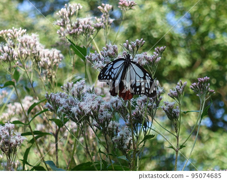 chestnut tiger butterfly butterfly 95074685