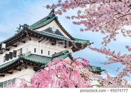 Cherry blossoms in full bloom at Hirosaki Park in Aomori Prefecture ~Tenshu~ 95074777