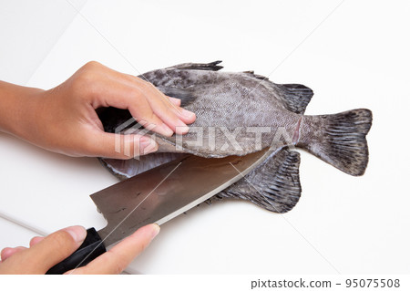 養魚 95075508