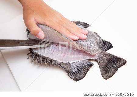 Field the fish 95075510