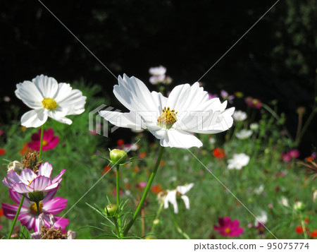 gorgeous white cosmos 95075774
