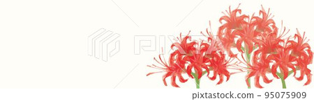 Red cluster amaryllis banner autumn frame background copy space hand drawn watercolor illustration material Red cluster amaryllis banner autumn frame background copy space hand drawn watercolor illustration material 95075909