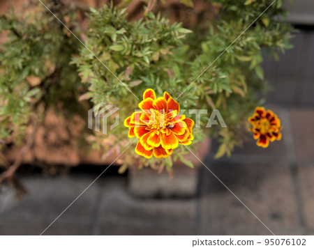 萬壽菊 萬壽菊 95076102