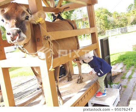 Milking experience 95076247