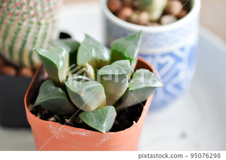 Haworthia ,Haworthia akanko or cactus or succulent Haworthia ,Haworthia akanko or cactus or succulent 95076298