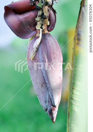 banana seed or banana plant, banana tree or Banana blossom banana seed or banana plant, banana tree or Banana blossom 95076304