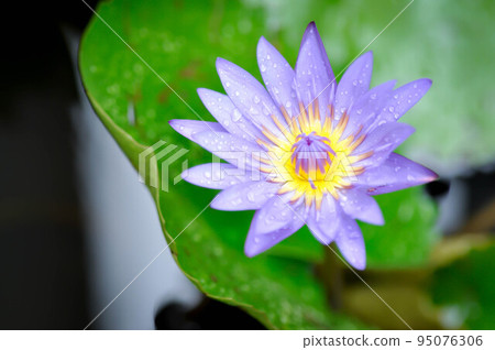 lotus or florescent purple lotus and rain drop or dew drop 95076306