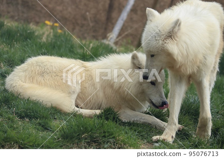 Two frolicking arctic wolves 95076713
