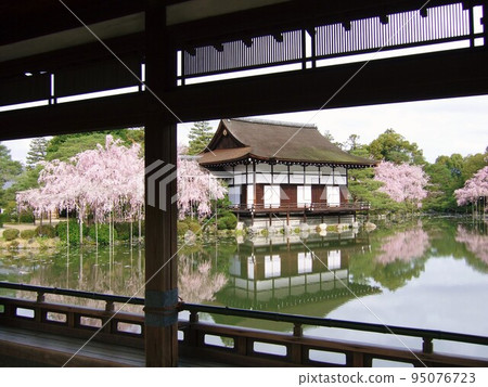 Kyoto, Heian Jingu Shinen with cherry blossoms in full bloom Kyoto, Heian Jingu Shinen with cherry blossoms in full bloom 95076723