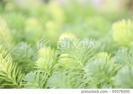 Green plant Green plant 95076800