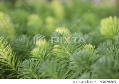 綠色植物 綠色植物 95076805