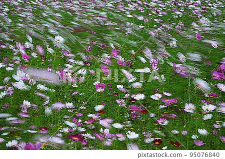 Cosmos swaying in the wind Cosmos swaying in the wind 95076840