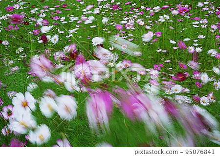 Cosmos swaying in the wind Cosmos swaying in the wind 95076841